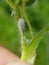 Â Mealybug damage on peanut leaf and flower.